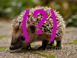 Igel als Symbol für ärztliche IGeL (Individuelle Gesundheitsleistungen)
